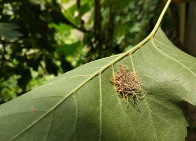 山楂树常见病害 山楂树病虫害防治技术与方法措施