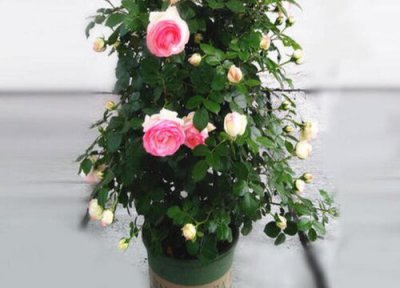 灌木月季怎么促笋 月季花分枝少、弱苗的促笋方法