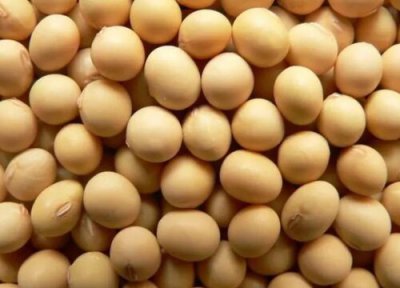 2023年大豆会涨吗 今新大豆价格最新行情预测