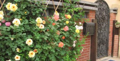 月季颜色怎样搭配着栽种好看 适合庭院养的月季搭配品种