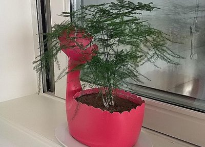 文竹应该怎么修剪 文竹长得乱糟糟如何修剪株型好