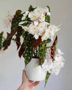 室内最好养的盆栽排名 适合长期在室内耐阴的植物