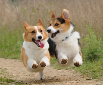 如何训练狗狗不要一摸就张嘴 训练柯基不张嘴咬的好办法