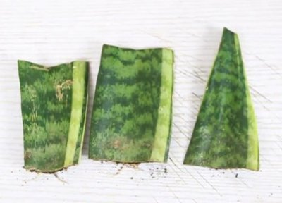 冻伤虎皮兰处理方法 虎皮兰冬季冻伤了还有办法补救吗