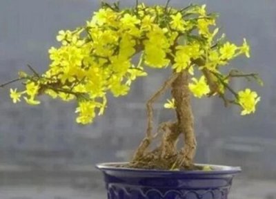 迎春花一年开花次数 迎春花一年开几次花