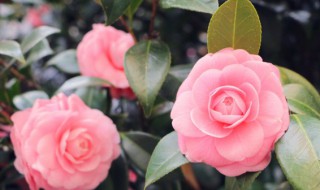 切花保鲜的常用办法 切花怎么保鲜