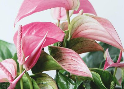 粉掌花能室内养吗 粉掌花适合在室内养吗