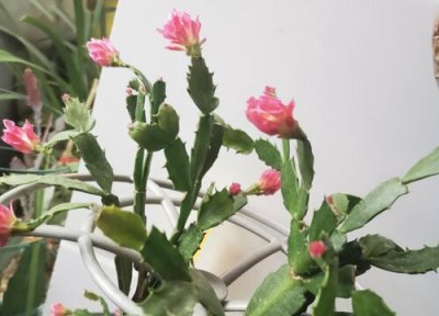 叶仙用什么肥长得好长得快 叶仙施什么肥根才能长得粗壮