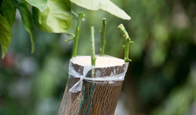 桃树嫁接的最佳时间是几月份 桃树嫁接时间和方法