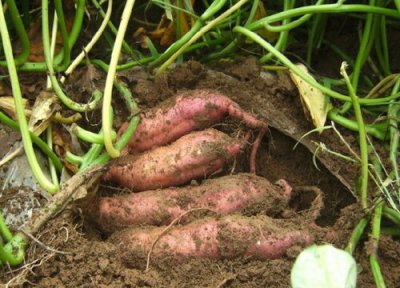 紫薯能放冰箱吗 紫薯冷藏存放时间