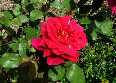 代表六月的花是什么 六月有什么代表性的花卉