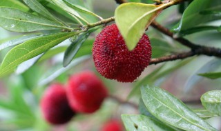 苏州东山盛产的水果 苏州东山盛产什么水果