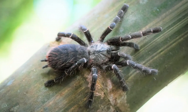狼蛛的特点和本领分析