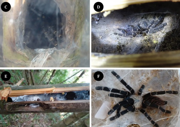 狼蛛的特点和本领分析
