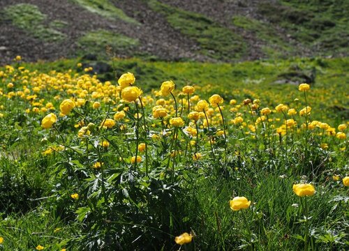 金莲花的功效与作用