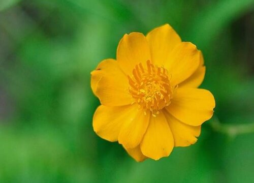 金莲花的功效与作用