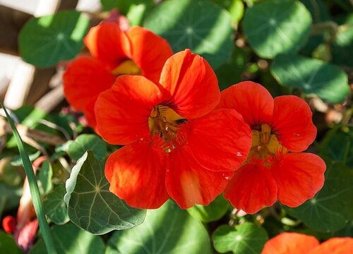 金莲花的功效与作用