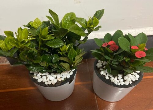 植物冬天怎么养护