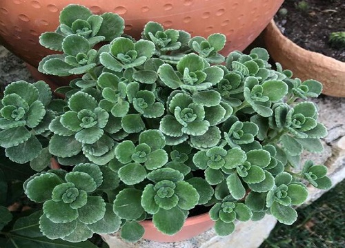 植物冬天怎么养护