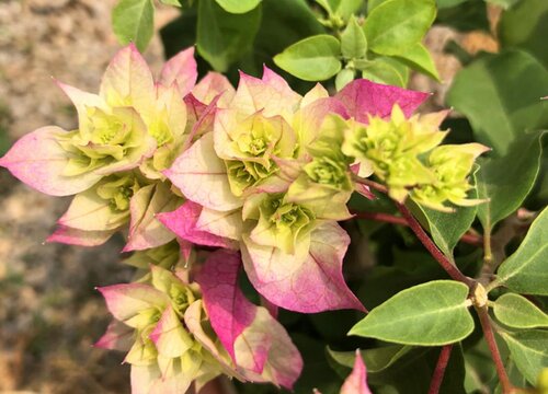 夏季三角梅是大水大肥养还是控着养好