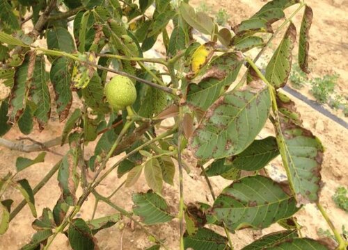 核桃树病虫害防治方法