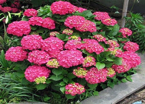 绣球花怎么种植长芽长叶