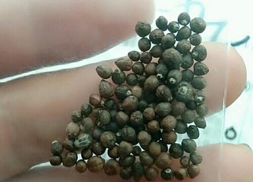 佛手种子怎么种植方法