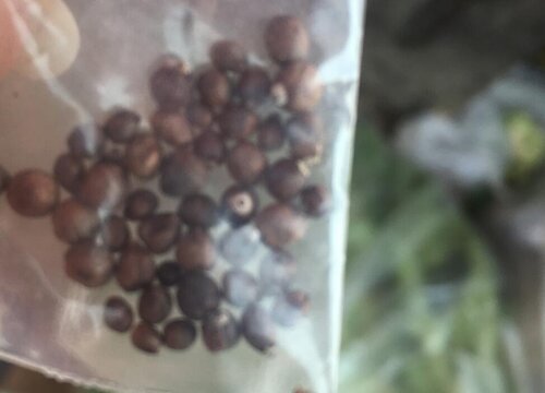 佛手种子怎么种植方法