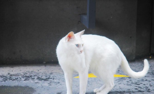 蓝色眼睛的猫品种