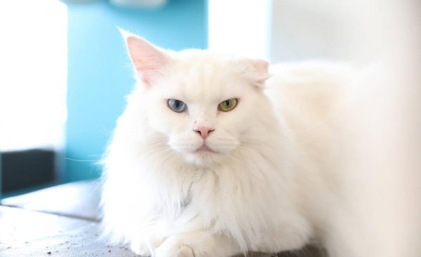 蓝色眼睛的猫品种