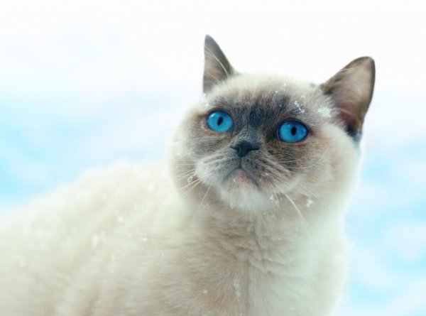 蓝色眼睛的猫品种