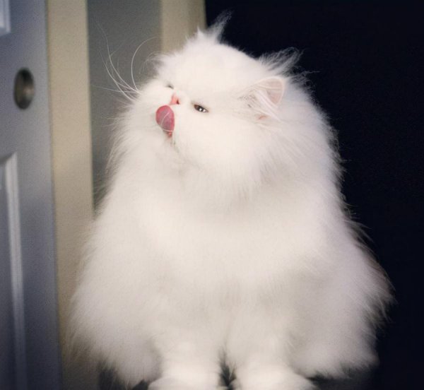 蓝色眼睛的猫品种