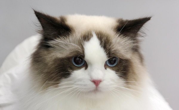 蓝色眼睛的猫品种