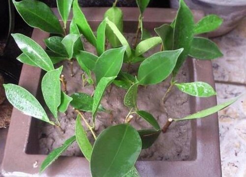 什么品种的榕树最名贵