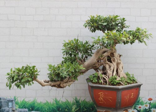 什么品种的榕树最名贵