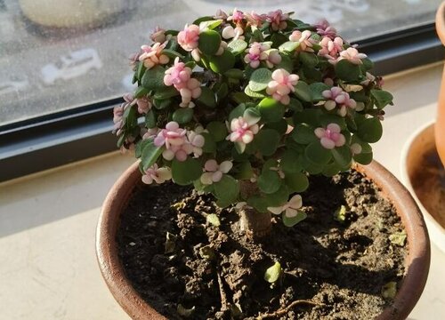 金枝玉叶叶面起碱了怎么办