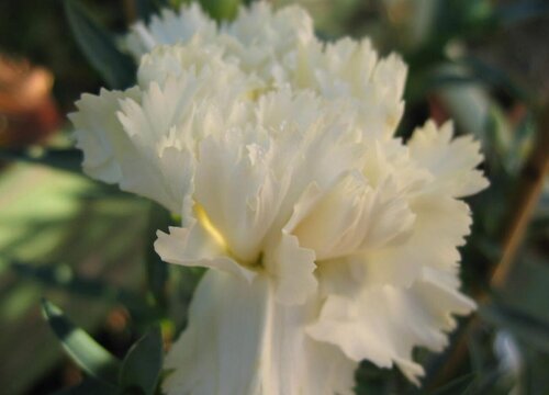 有什么花的花语是厮磨