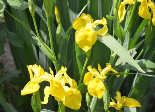 有什么花的花语是厮磨