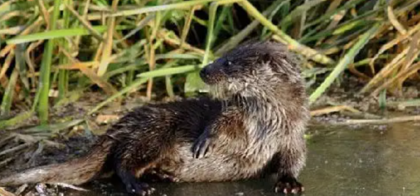 水猴子是什么样子的