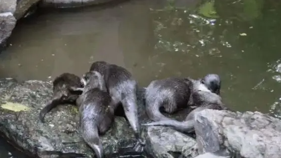 水猴子是什么样子的