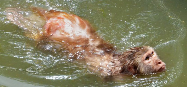 水猴子是什么样子的