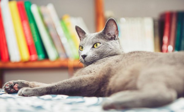 最贵的猫前十名排行榜