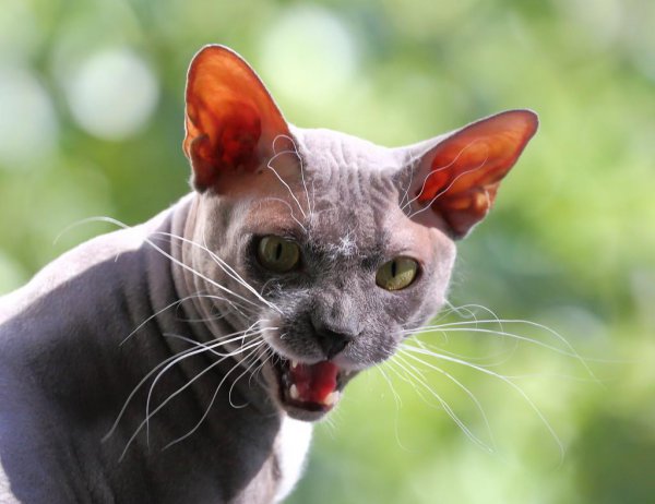 最贵的猫前十名排行榜