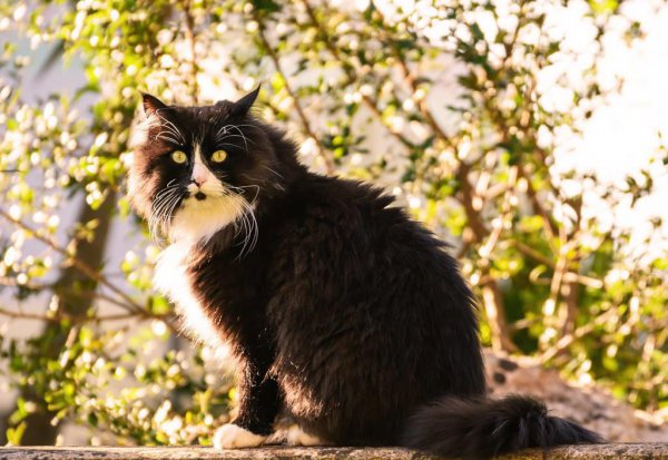 最贵的猫前十名排行榜