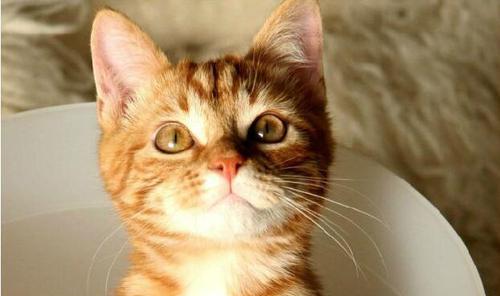 最贵的猫前十名排行榜