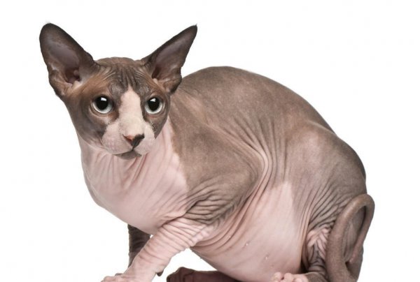 最贵的猫前十名排行榜