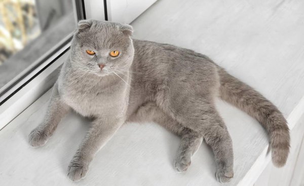 最贵的猫前十名排行榜