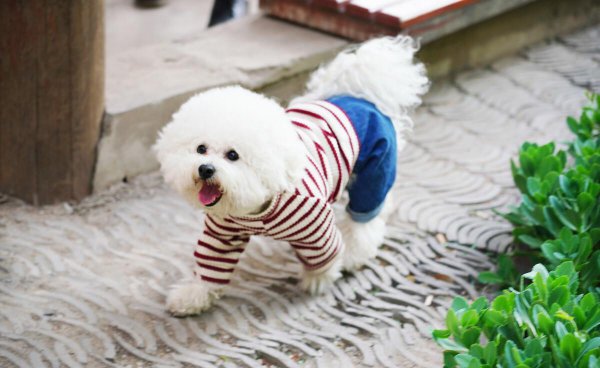 比熊犬怎么训练才能听话