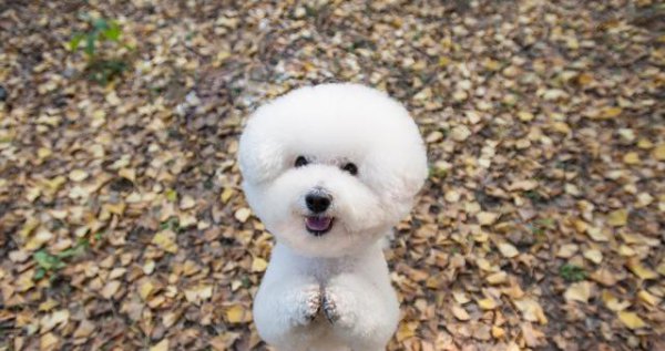 比熊犬怎么训练才能听话