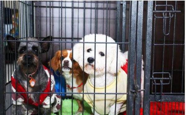 比熊犬怎么训练才能听话